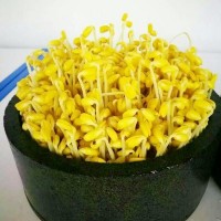 至盈黃金豆 產地貨源東北大豆非轉基因小金黃芽 豆芽黃豆廠家直發(fā)