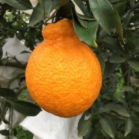 四川眉山丹棱新鮮現摘水果丑柑不知火 丑橘丑八怪
