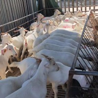 嘉旺 育肥小公羊 美國白山羊批發(fā)價格 小白山羊羊崽