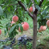 四川桃苗批發基地，國慶桃三年苗，品種保證基地直發