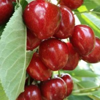 布魯克斯櫻桃樹苗、成都大櫻桃苗批發、車厘子苗