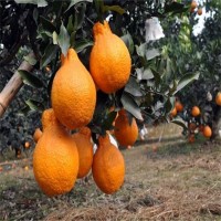 四川柑橘苗批發，不知火丑柑樹苗三年苗，柑橘苗批發