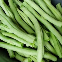 豆角段食堂配送 綠色蔬菜批發采購 凈菜廠家 秦皇島豐禾農業