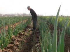 掌握這些技巧，輕松種出又粗又壯的大蔥！