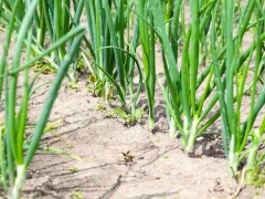 自家種植什么蔬菜容易高產？