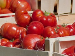 大棚種植西紅柿，如何管控病蟲害問題？