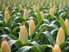 玉米秸稈還田，對小麥有3大致命傷害，該如何避免？