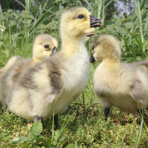 O1CN01gLSSpT1WvoAGmngL9_!!2215380572851-0-cib