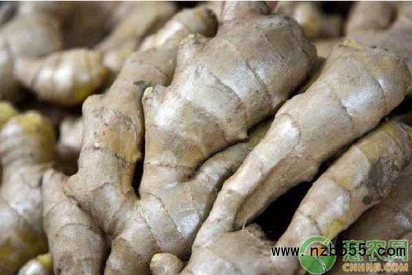  生姜栽培技術和管理-圖片版權歸惠農網所有